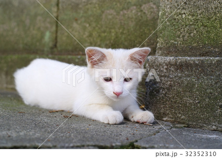 白い子猫のまなざし 目の前を見つめる　塀の片隅で 32352310