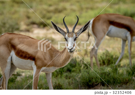 Close up of a Springbok in the Kalagadi. 32352406