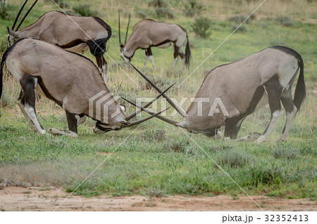 Two Gemsboks fighting in the grass. 32352413
