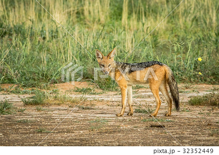 Black-backed jackal looking at the camera. Black-backed jackal looking at the camera. 32352449
