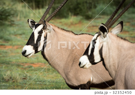 Side profile of two Gemsboks in Kalagadi. Side profile of two Gemsboks in Kalagadi. 32352450