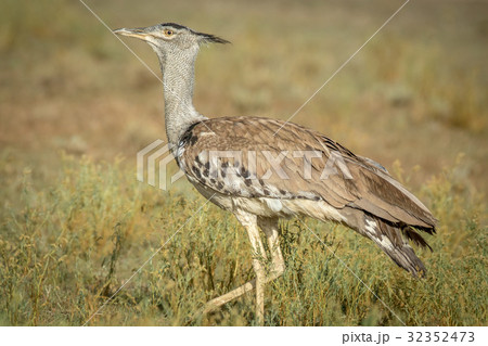 Kori bustard standing in the grass. 32352473