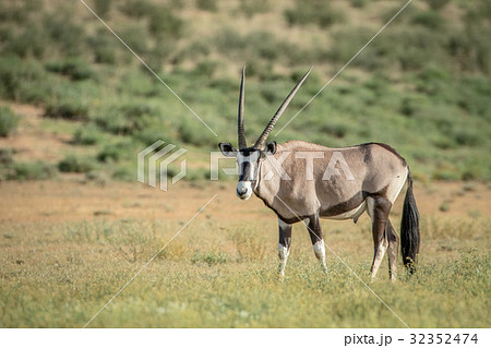 Gemsbok standing in the grass. Gemsbok standing in the grass. 32352474