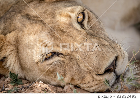 Lioness starring at the camera. 32352495