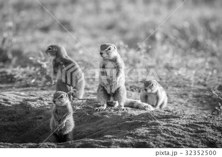 Group of Ground squirrels in the sand. 32352500
