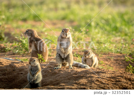 Group of Ground squirrels in the sand. 32352501