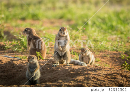 Group of Ground squirrels in the sand. Group of Ground squirrels in the sand. 32352502