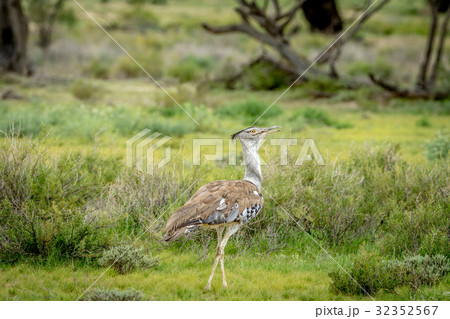 Kori bustard walking in the grass. Kori bustard walking in the grass. 32352567