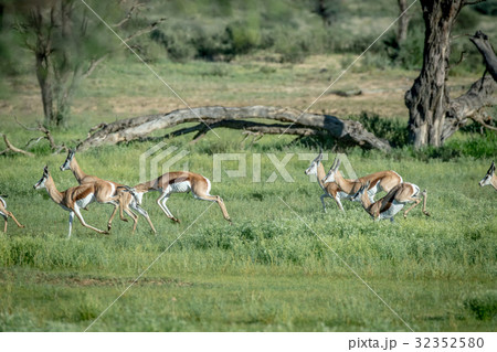 Herd of Springboks running in the grass. 32352580