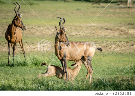 Red hartebeest calf suckling from his mother. Red hartebeest calf suckling from his mother. 32352581