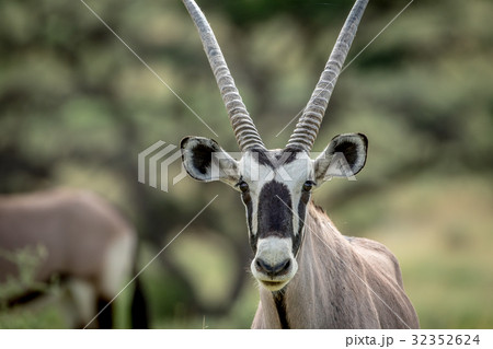 Close up of a Gemsbok starring at the camera. Close up of a Gemsbok starring at the camera. 32352624