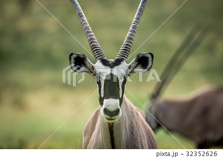 Close up of a Gemsbok starring at the camera. Close up of a Gemsbok starring at the camera. 32352626