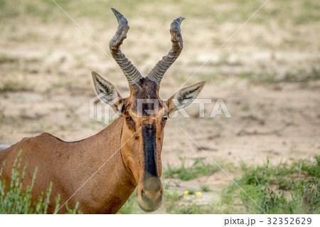 Close up of a Red hartebeest in Kalagadi. Close up of a Red hartebeest in Kalagadi. 32352629