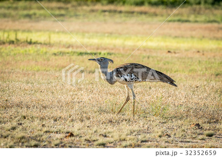 Kori bustard walking in the grass. Kori bustard walking in the grass. 32352659