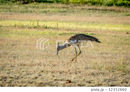 Kori bustard walking in the grass. 32352660
