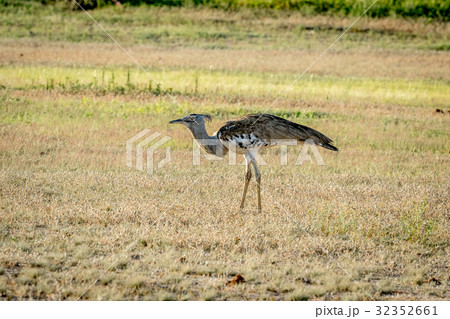 Kori bustard walking in the grass. 32352661