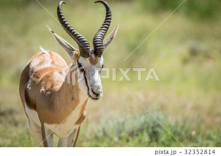 Close up of a Springbok in the Kalagadi. Close up of a Springbok in the Kalagadi. 32352814
