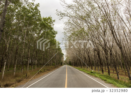 Road and Rubber tree Road and Rubber tree 32352980