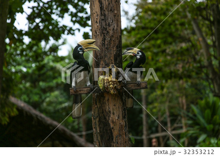 Close up portrait of two Oriental pied hornbill 32353212