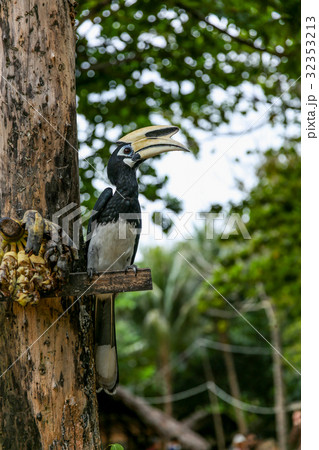 Close up portrait of Oriental pied hornbill Close up portrait of Oriental pied hornbill 32353213