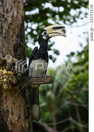 Close up portrait of Oriental pied hornbill Close up portrait of Oriental pied hornbill 32353216
