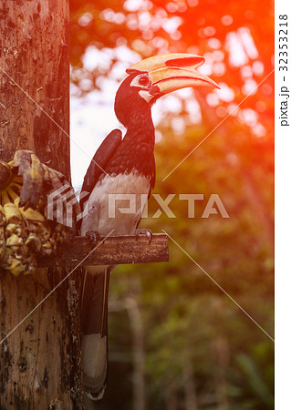 Close up portrait of Oriental pied hornbill 32353218