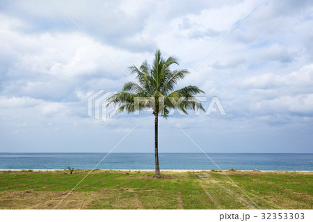 One palm tree One palm tree 32353303