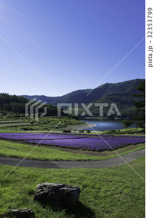 ラベンダー畑と湖　金山湖　南富良野 32353799
