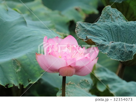 蓮 32354073
