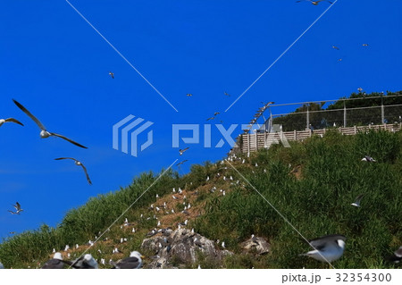 うみねこ 32354300