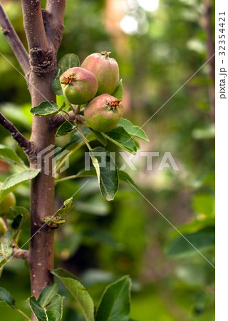 Apple orchard. Apple orchard. 32354421