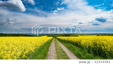Road in a canola,  rapeseed field 32354563