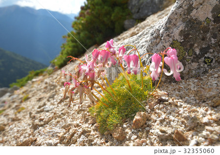 秋に咲き残るコマクサ 32355060