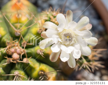 Cactus flower petal pink in the pot. Cactus flower petal pink in the pot. 32355131