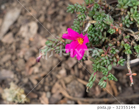 Pink flowers have yellow stamens in the middle. 32355144
