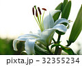 ゆりの花 32355234
