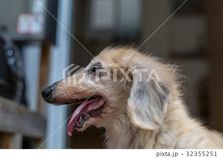 シニア犬　ダックスフンド 32355251