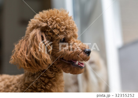 トイプードル 仔犬 32355252