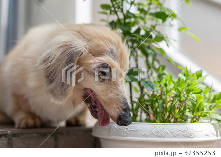 シニア犬　ダックスフンド 32355253