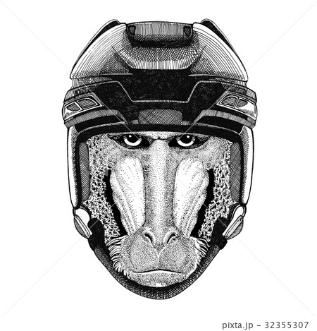 Monkey, baboon, dog-ape, ape Hockey image Wild Monkey, baboon, dog-ape, ape Hockey image Wild 32355307