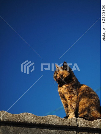 サビ柄猫 32355356