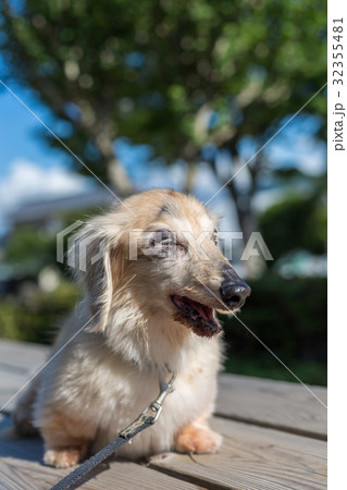 シニア犬 ダックスフンド シニア犬 ダックスフンド 32355481