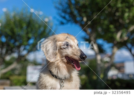 シニア犬　ダックスフンド 32356495