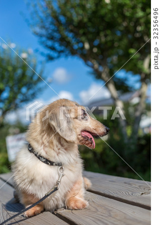 シニア犬　ダックスフンド 32356496