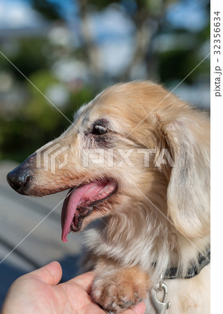 シニア犬　ダックスフンド 32356634