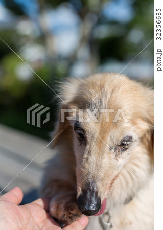 シニア犬 ダックスフンド シニア犬 ダックスフンド 32356635