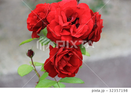 真っ赤なバラ 真っ赤なバラ 32357198