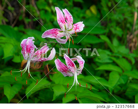 鹿の子百合（カノコユリ） 32357668