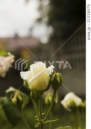 White Rose with bud in dew drops of rain in garden White Rose with bud in dew drops of rain in garden 32358079
