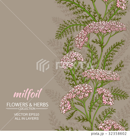 yarrow vector background 32358602